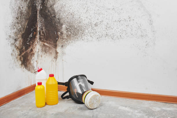 Home Mold Removal in Dyer, IN