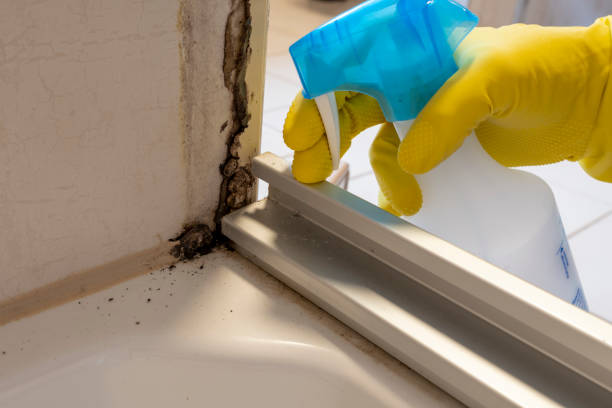 Best Black Mold Removal  in Dyer, IN