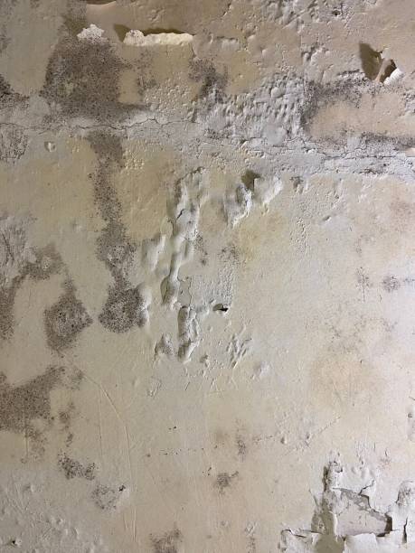 Best Attic Mold Removal  in Dyer, IN