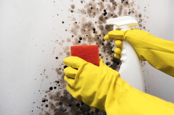 Best Commercial Mold Removal  in Dyer, IN