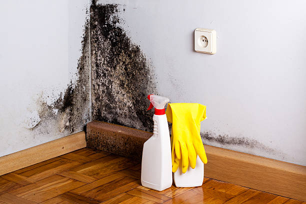 Best Certified Mold Removal  in Dyer, IN